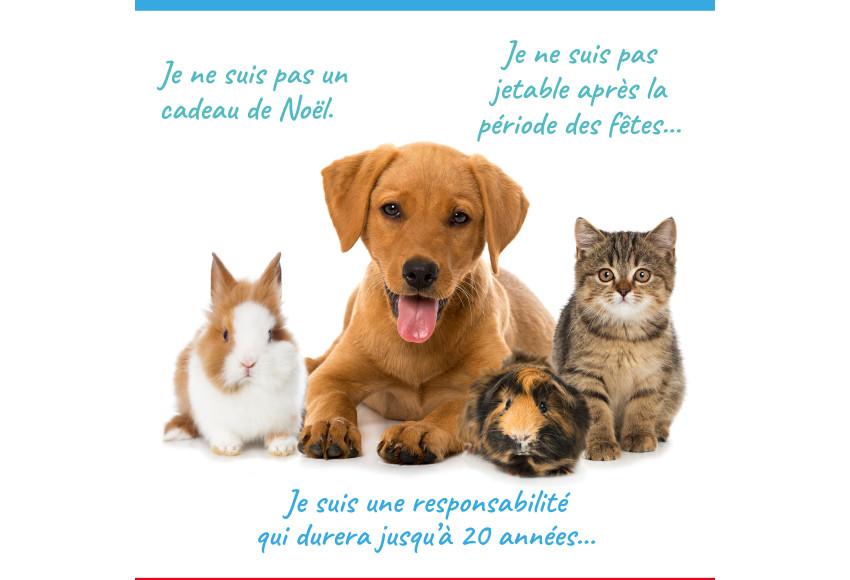 ADOPTER UN ANIMAL DE COMPAGNIE